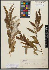 Foto von Salix triandra subsp. amygdalina (L.) Schübl. & G. Martens